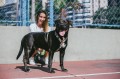 Zee Dog Szelki dla psa Phantom