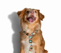 Zee Dog Szelki dla psa Phantom