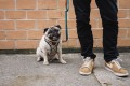 Zee Dog Szelki dla psa Phantom Air Mesh