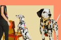 Zee Dog Szelki dla psa Prisma