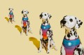 Zee Dog Szelki dla psa Prisma Air Mesh