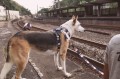 Zee Dog Szelki dla psa Rocket