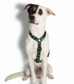 Zee Dog Szelki dla psa Woods