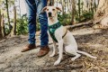 Zee Dog Szelki dla psa Woods Air Mesh